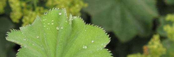 Frauenmatel-Blatt mit Wassertropfen