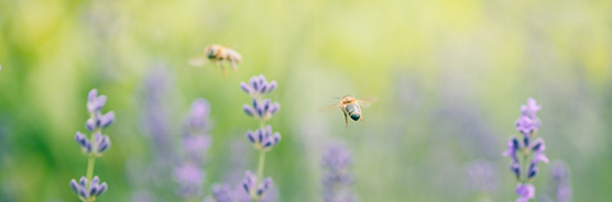 Lavendelfeld mit Bienen