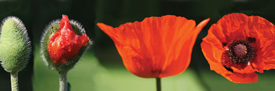 Mohnblüte in verschiedenen Phase der Entfaltung