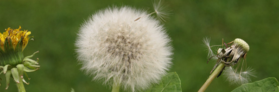 Löwenzahn mit Pusteblume